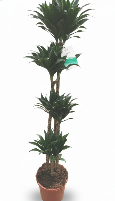 <h4>Dracaena overig</h4>