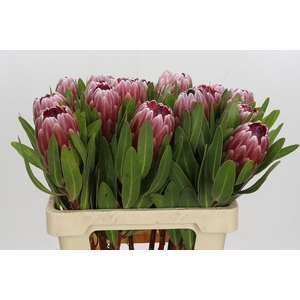 Protea Pink Ice