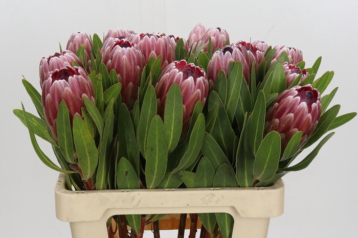 <h4>Protea Pink Ice</h4>