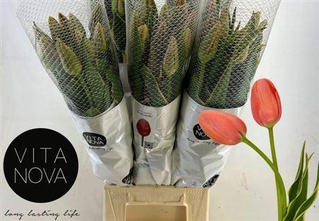 <h4>Tu En Swarovski</h4>