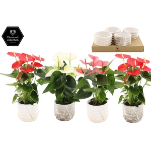 Anthurium 12 cm 3 color mix in Marble ceramics