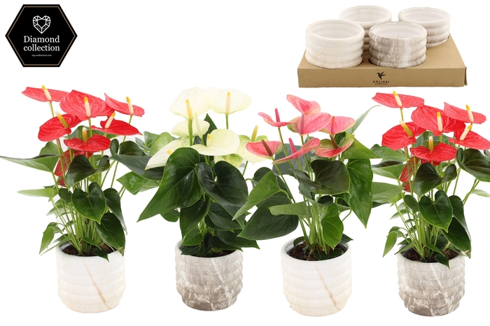 <h4>Anthurium 12 cm 3 color mix in Marble ceramics</h4>