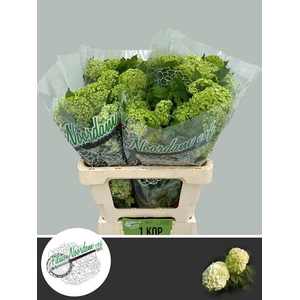 Viburnum Roseum St