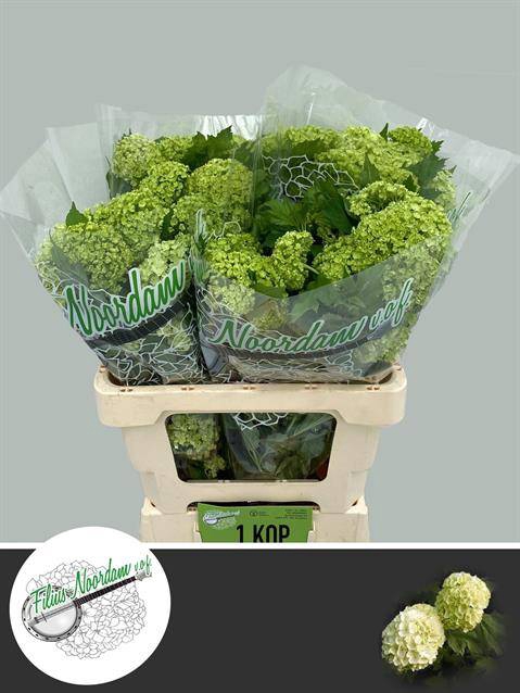 <h4>Viburnum Roseum St</h4>