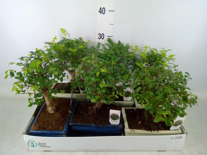 <h4>Bonsai   ...mix</h4>