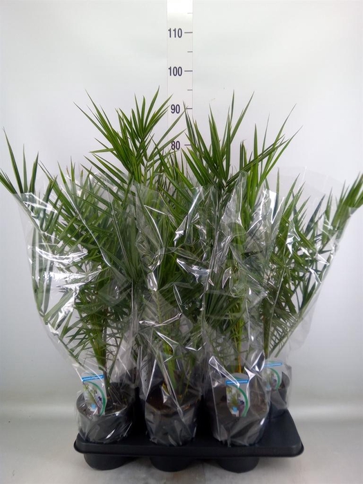 <h4>Phoenix canariensis</h4>