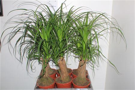 <h4>Beaucarnea Recur</h4>