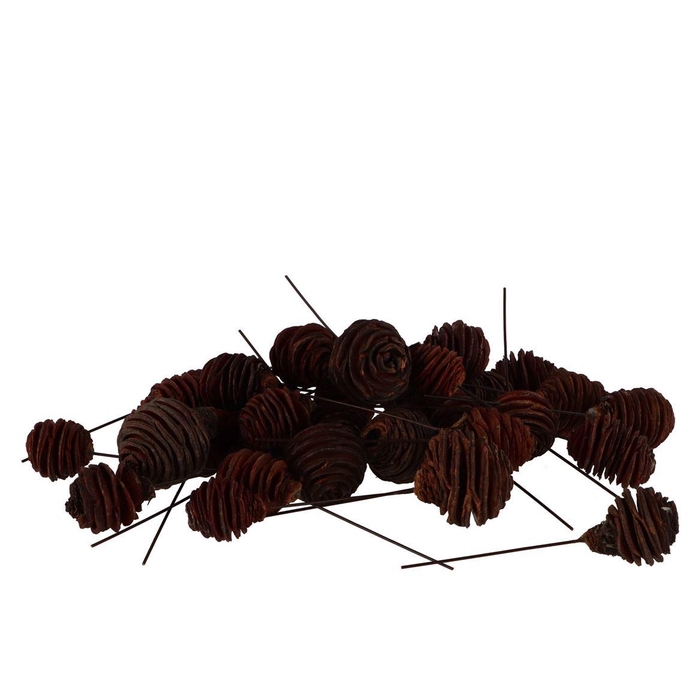 <h4>Pick Nature Plug Murri Brown P/100</h4>