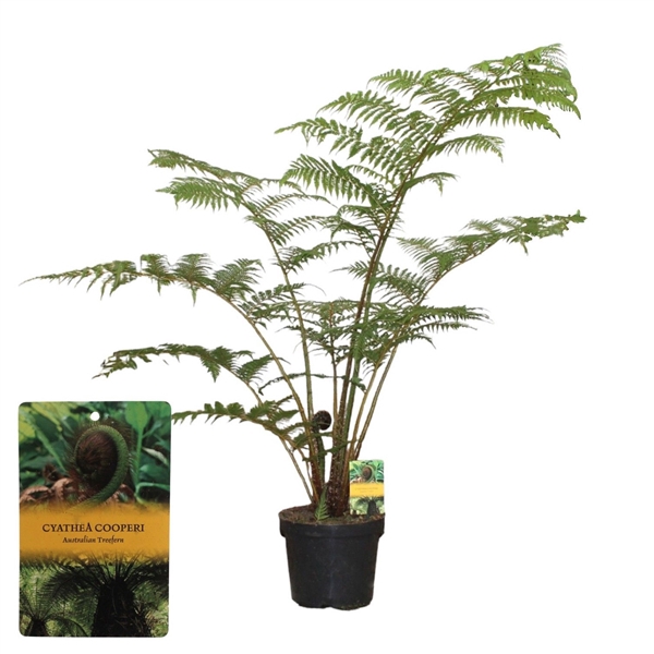 <h4>Cyathea Cooperii (Australian Tree Fern)</h4>