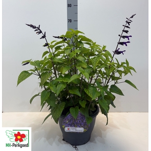 SALVIA BLACK & BLOOM