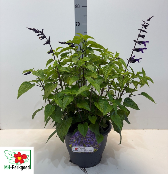 <h4>SALVIA BLACK & BLOOM</h4>