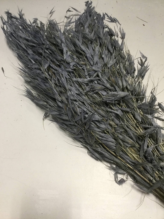 DRIED FLOWERS - AVENA WILD HAVER GREY 100GR