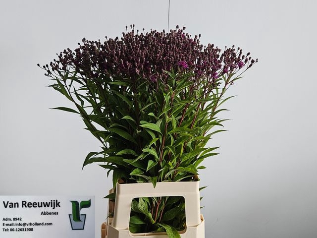 <h4>VERNONIA CRINITA</h4>