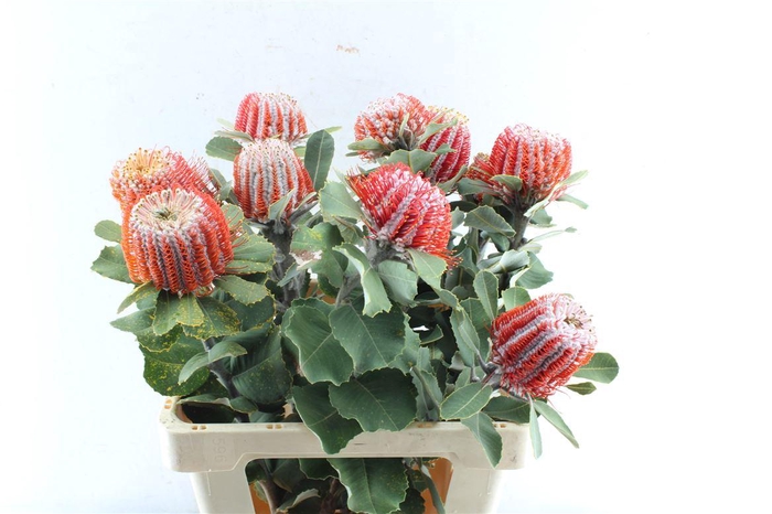 <h4>Banksia Coccinea</h4>