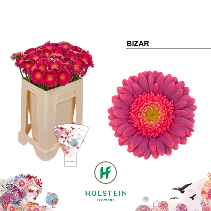<h4>GERBERA MI 'BIZAR'</h4>