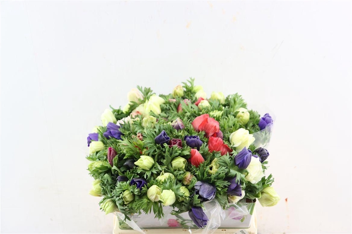 <h4>Anem Marianne Mixed</h4>