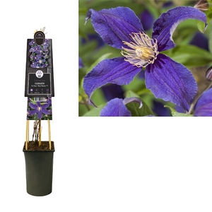 Clematis So Many® Blue Flowers PBR +3.0 label