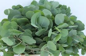 EUC POLYANTHEMO P BS