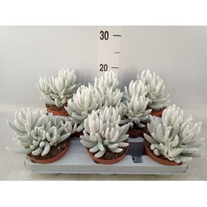 Senecio   ...