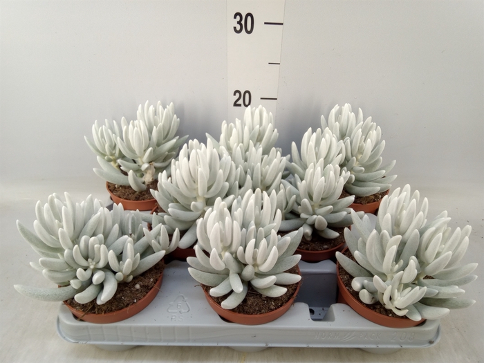 <h4>Senecio   ...</h4>