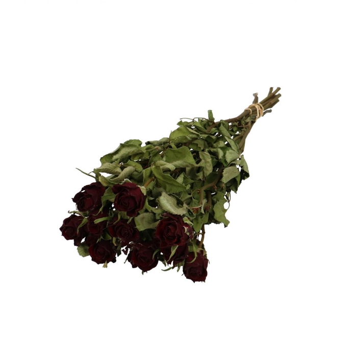 <h4>Droogbloem Roos 40cm x10</h4>