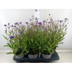 Verbena rigida