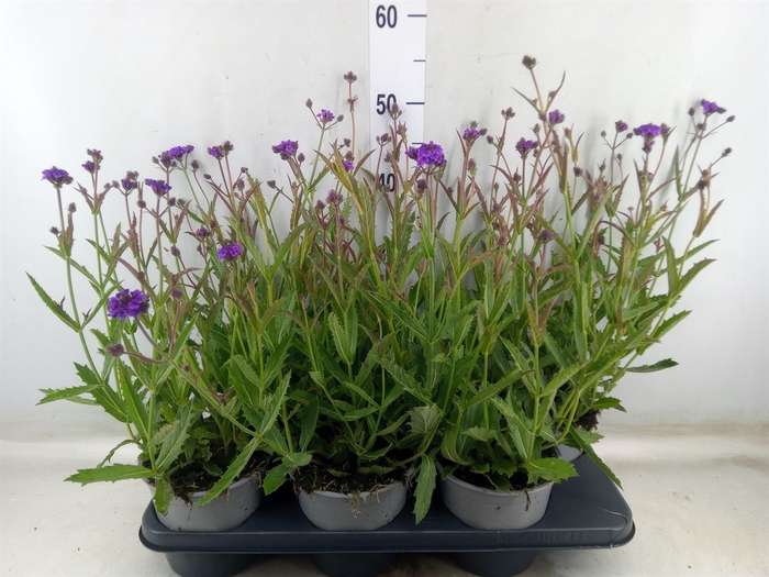<h4>Verbena rigida</h4>