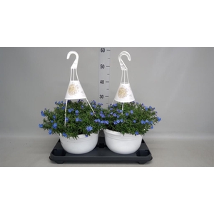 Glandora diffusa 'Heavenly Blue'