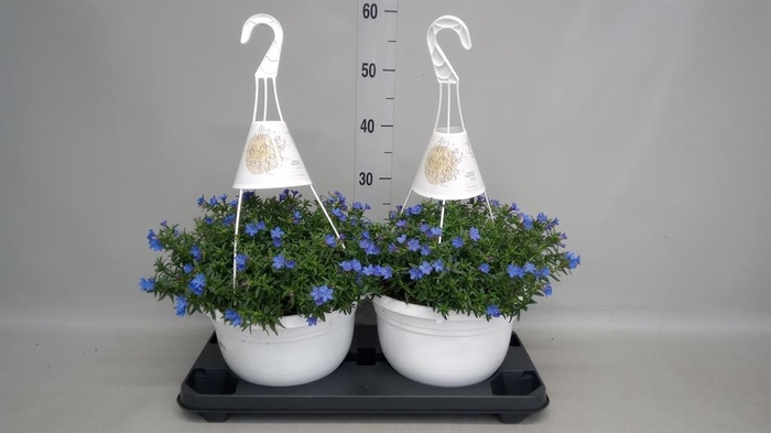 <h4>Glandora diffusa 'Heavenly Blue'</h4>