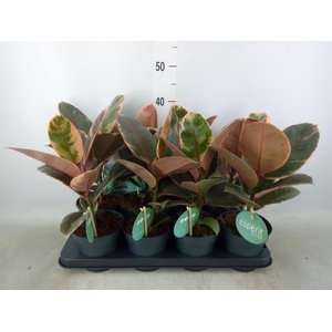 Ficus elastica 'Belize'