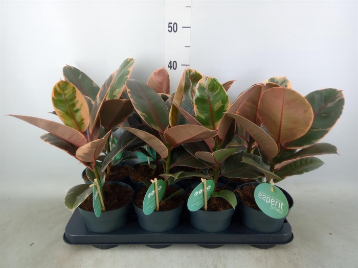 <h4>Ficus elastica 'Belize'</h4>