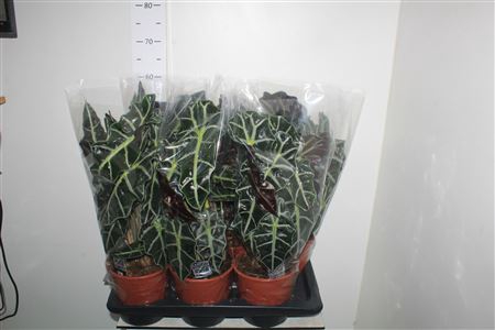 <h4>Aloc Polly 2 Stekken</h4>