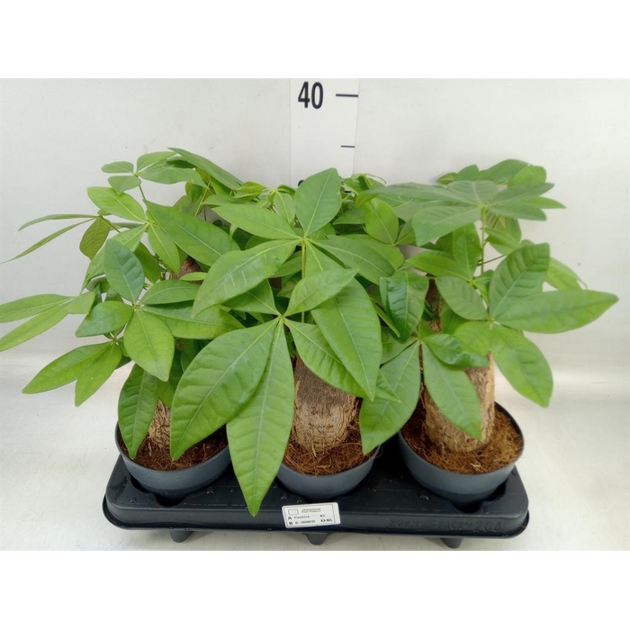 <h4>Pachira aquatica</h4>