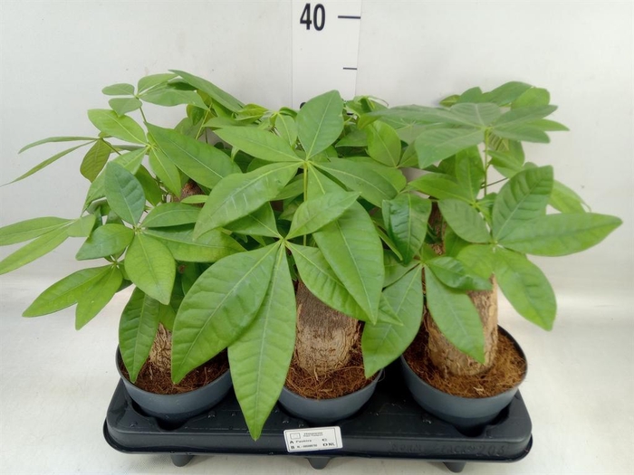 <h4>Pachira aquatica</h4>