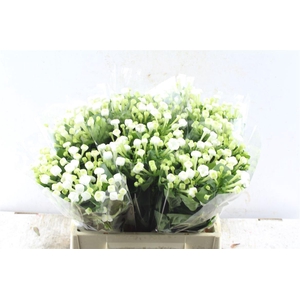 Bouvardia En White Sensation