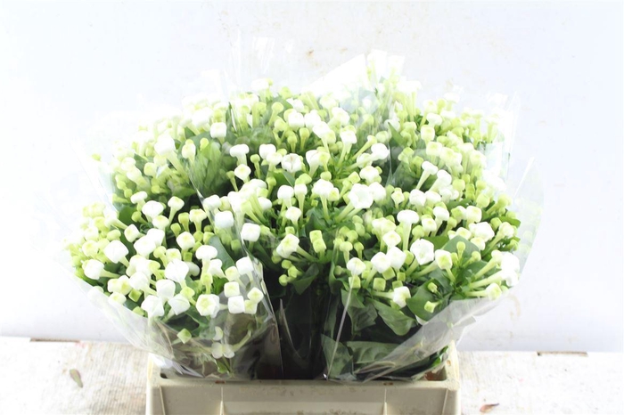 <h4>Bouvardia En White Sensation</h4>