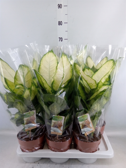 <h4>Dieffenbachia  'Camilla'</h4>