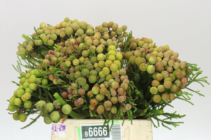 <h4>Kaaps Berzelia Galpinii</h4>