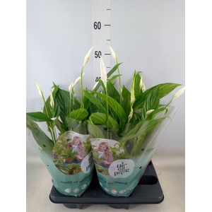 Spathiphyllum  'Pearl Cupido'