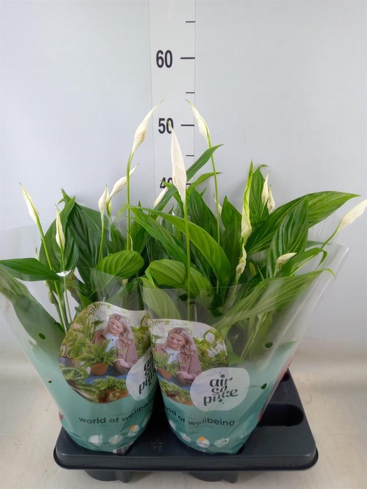 <h4>Spathiphyllum  'Pearl Cupido'</h4>
