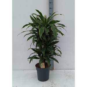 Dracaena fr de 'Art'