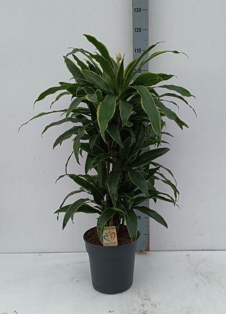 <h4>Dracaena fr de 'Art'</h4>