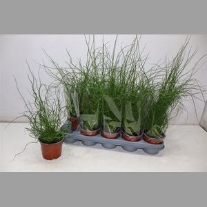 Juncus Ef Spiralis
