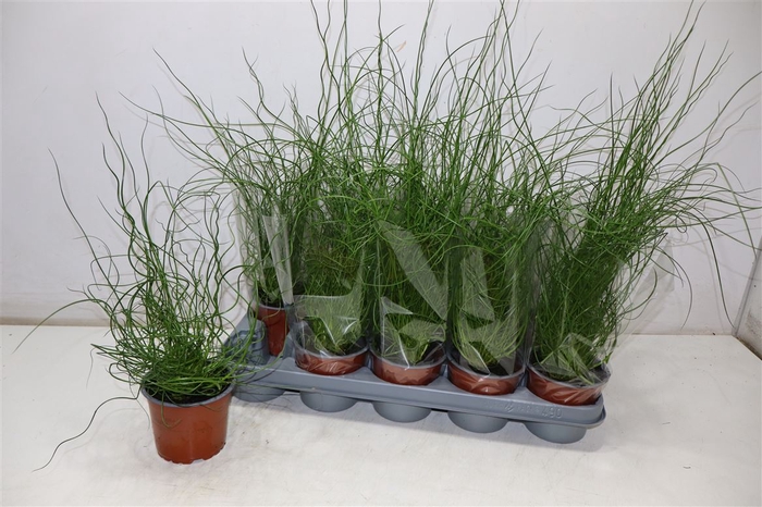 <h4>Juncus Ef Spiralis</h4>