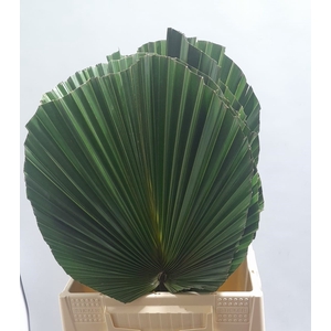 WASHINGTONIA ROBUSTA