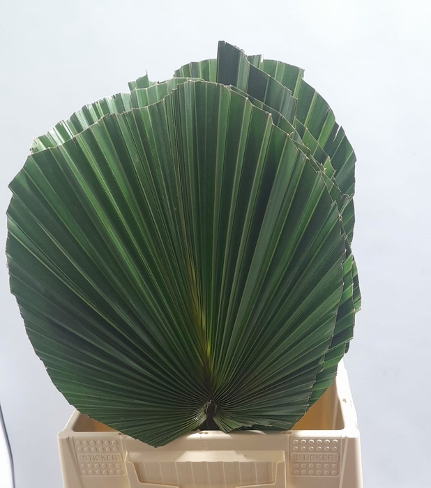 <h4>WASHINGTONIA ROBUSTA</h4>