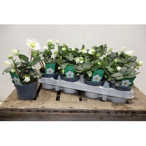 arr8 Hell Ni Chr Carol