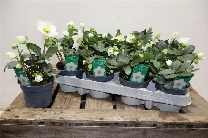 <h4>arr8 Hell Ni Chr Carol</h4>