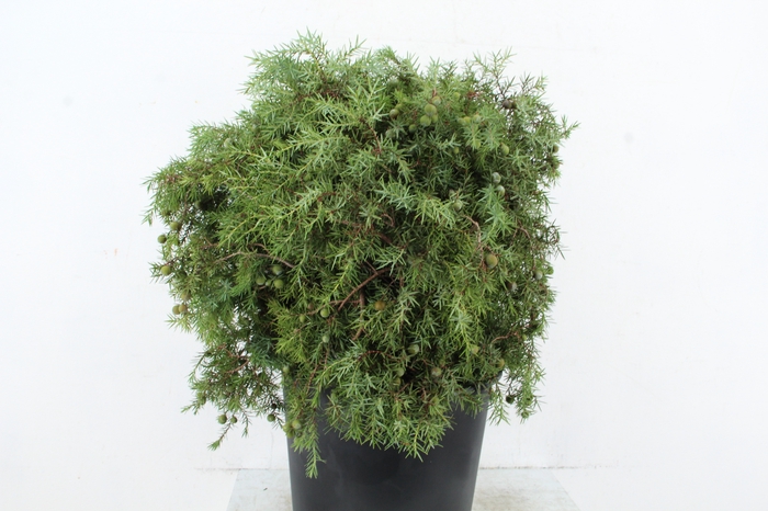 <h4>JENEVERBES 400GR</h4>