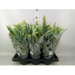 Phlebodium aureum 'Blue Star'